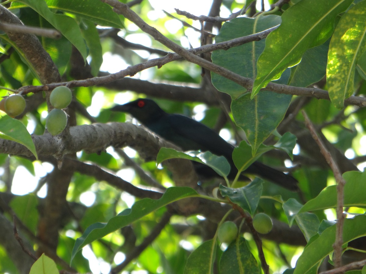 Asian Glossy Starling - ML645669850