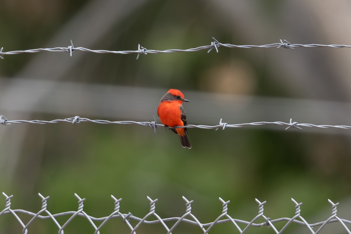 Vermilion Flycatcher - ML645669853