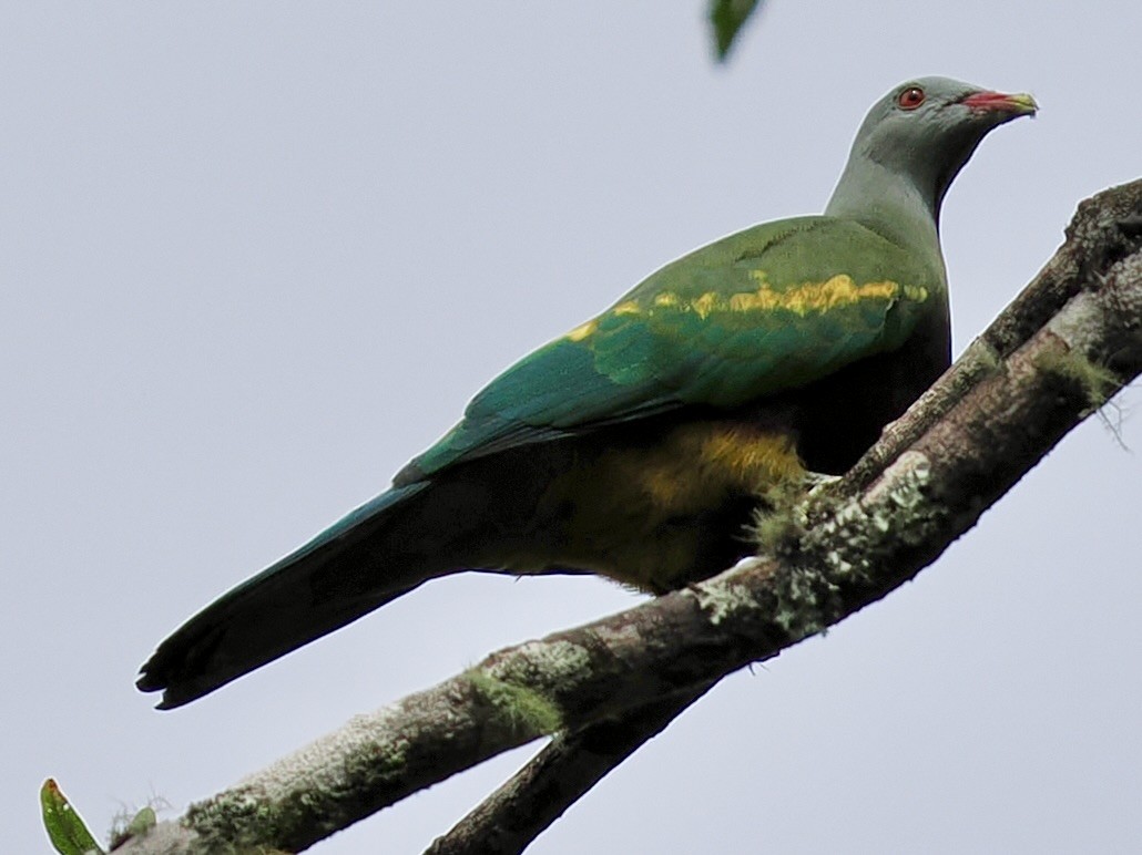 Wompoo Fruit-Dove - ML645669856