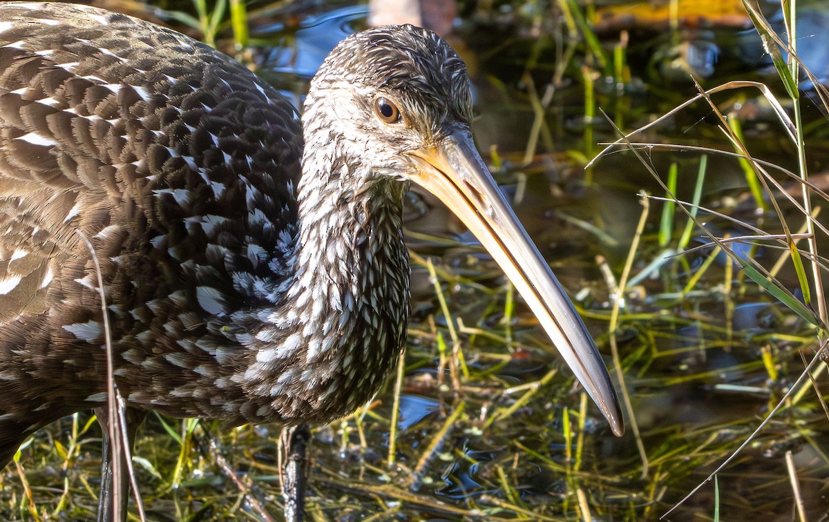 Limpkin - ML645669857