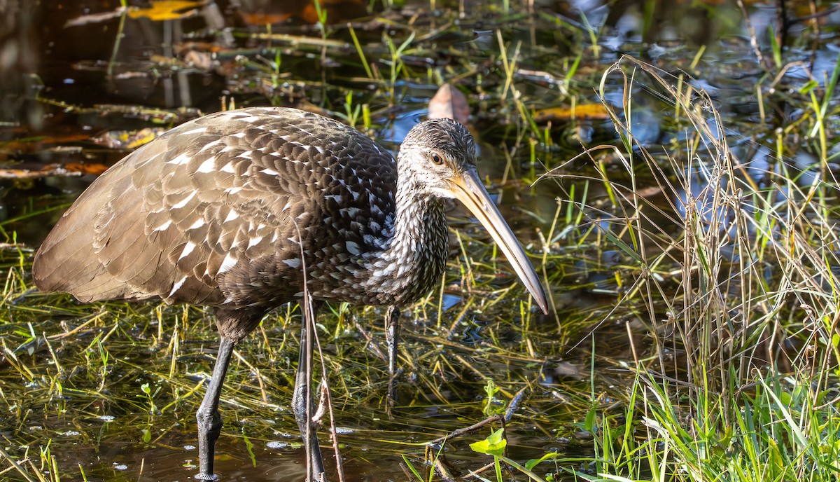 Limpkin - ML645669858