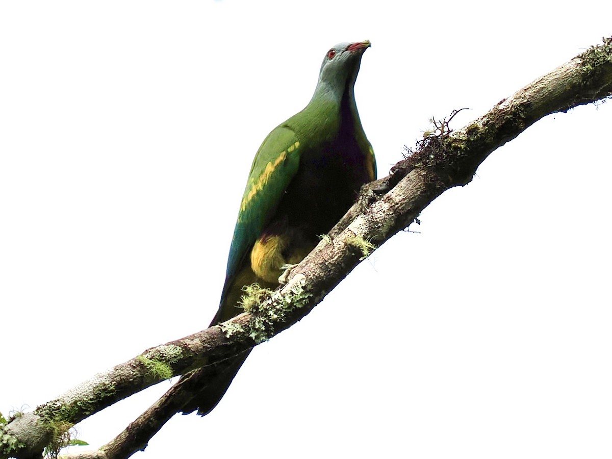 Wompoo Fruit-Dove - ML645669859