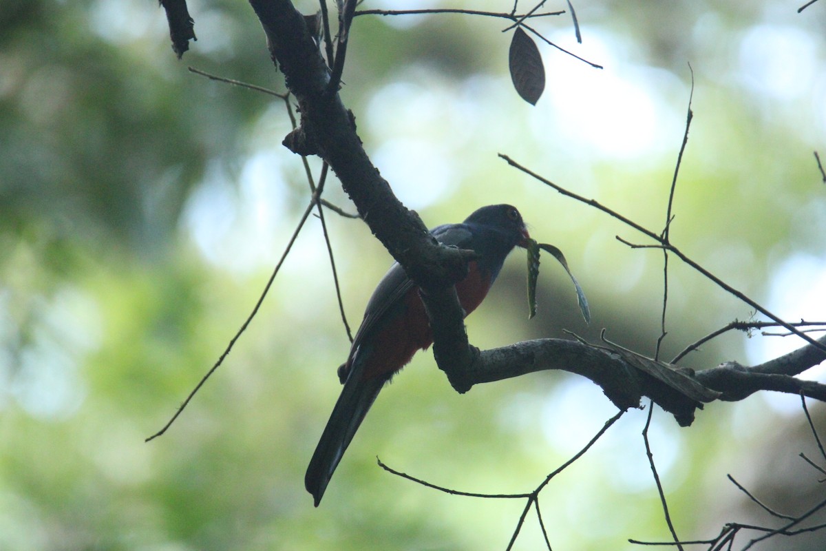 Black-headed Trogon - ML645669861