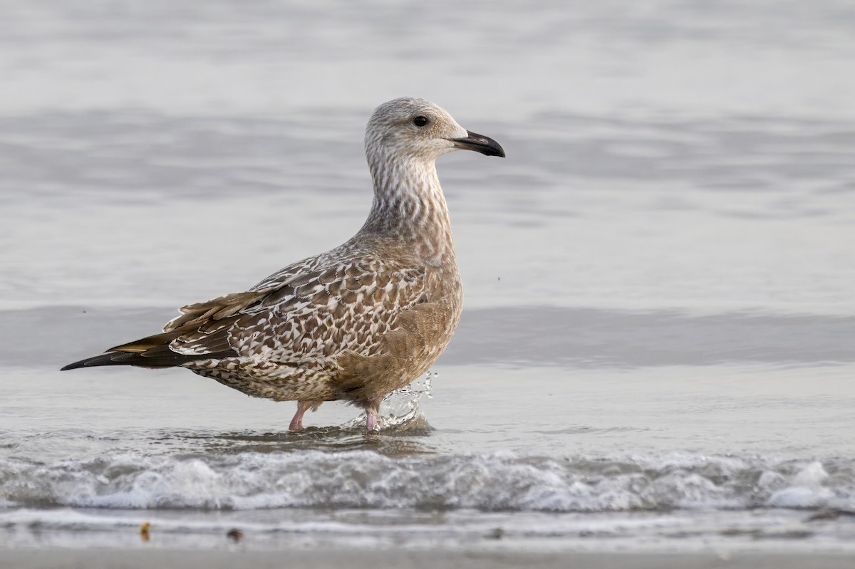 American Herring Gull - ML645669873