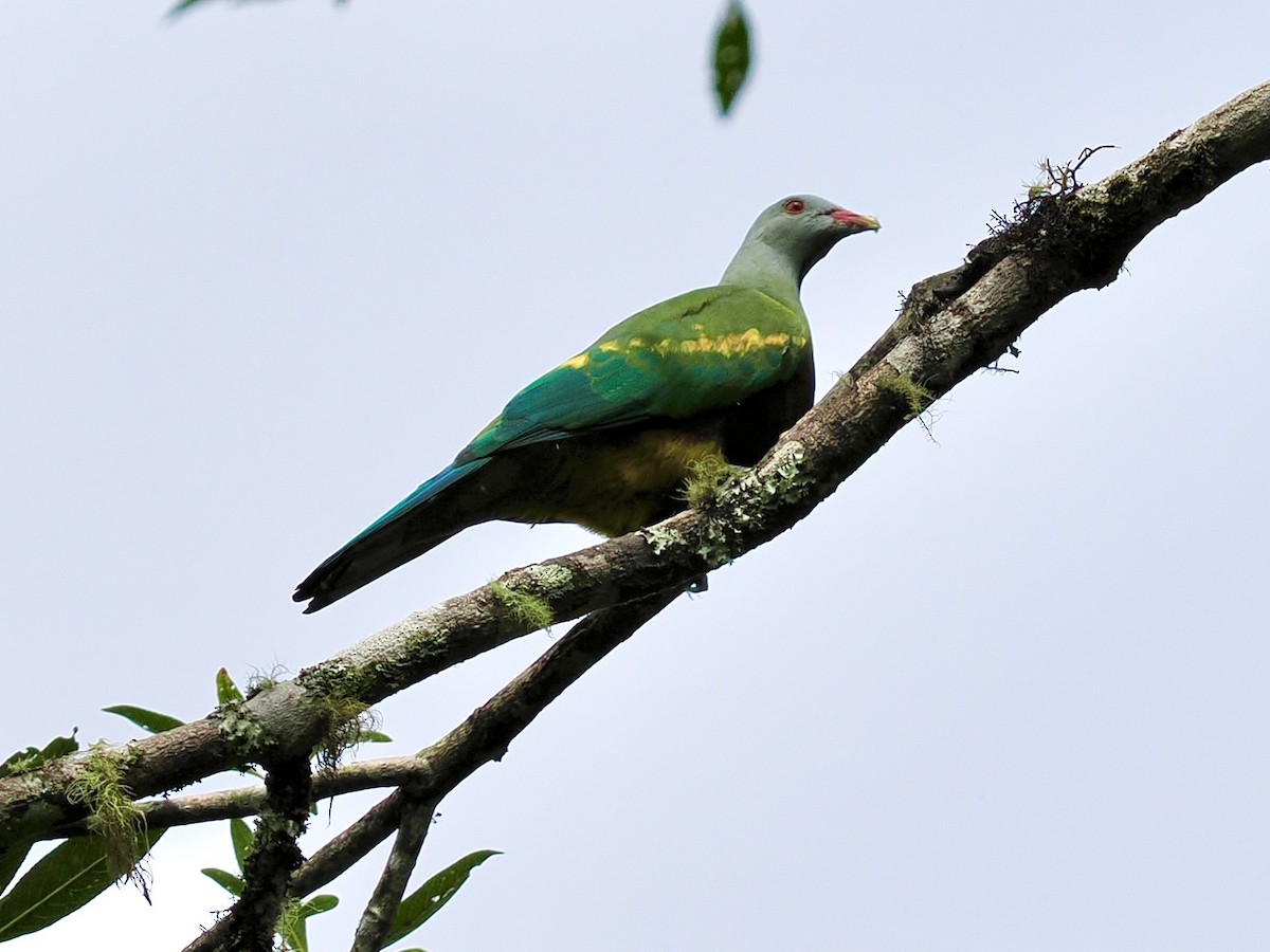Wompoo Fruit-Dove - ML645669875