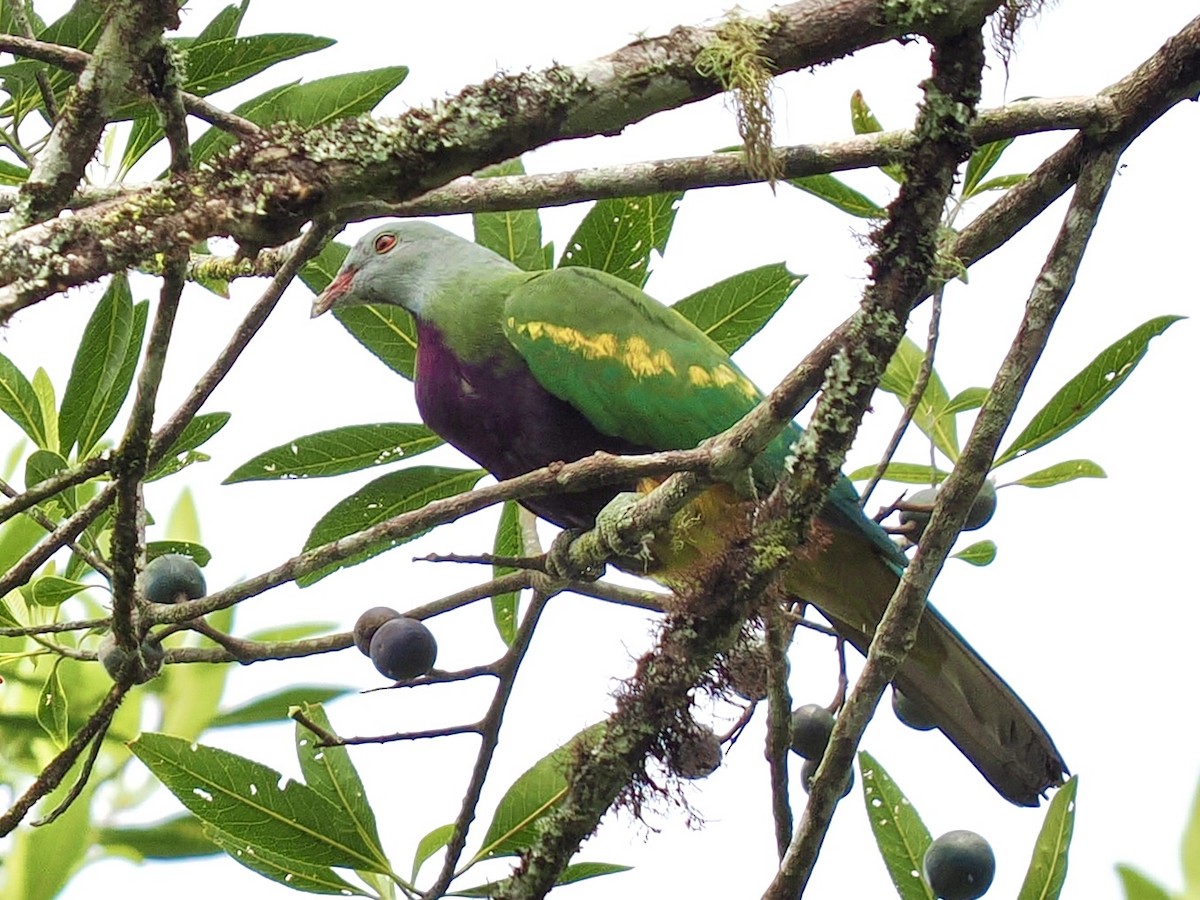 Wompoo Fruit-Dove - ML645669876