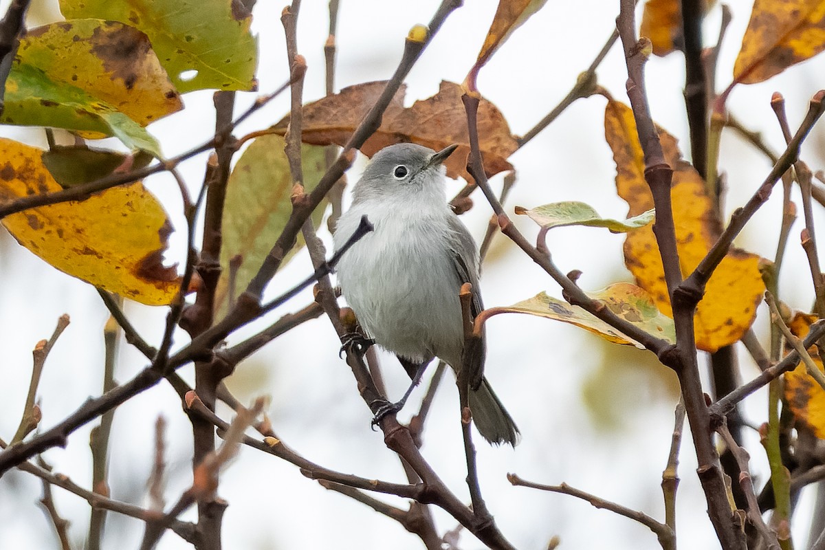 Blue-gray Gnatcatcher - ML645669877