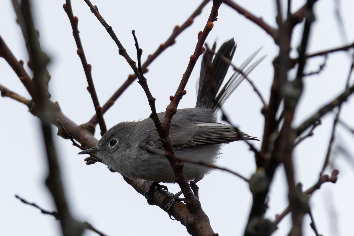 Голубая комароловка - ML645669878