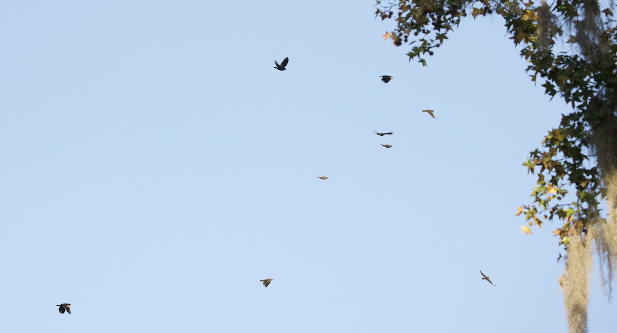 Red-winged Blackbird - ML645669879