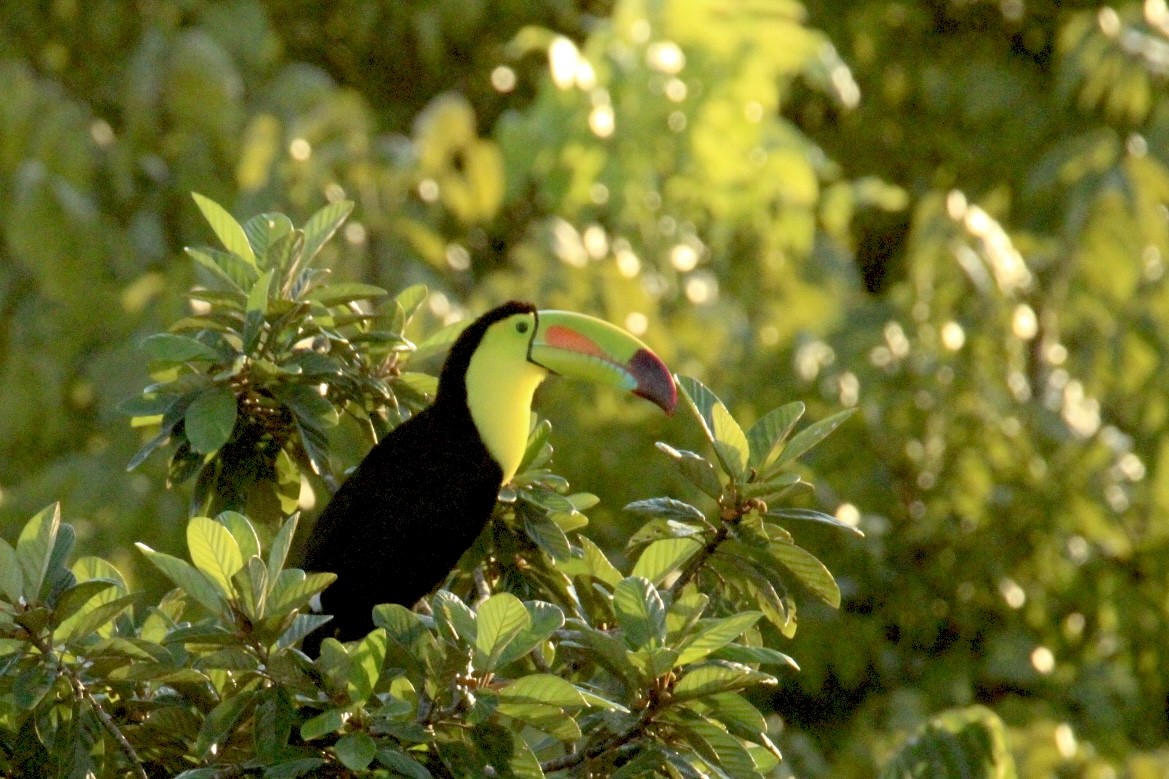 Fischertukan - ML645669882