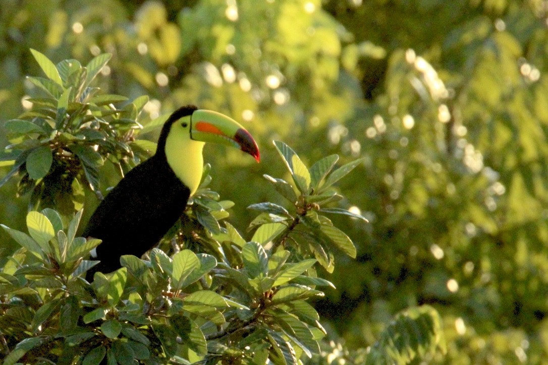 Fischertukan - ML645669883