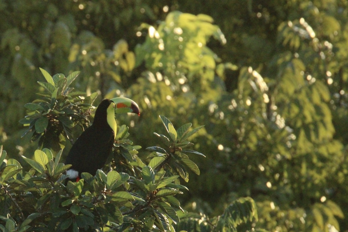 Fischertukan - ML645669884