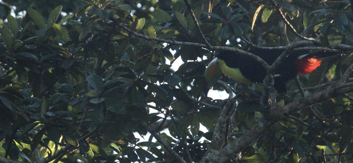 Fischertukan - ML645669885