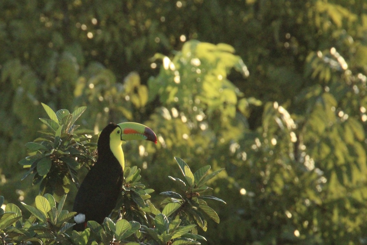 Fischertukan - ML645669886