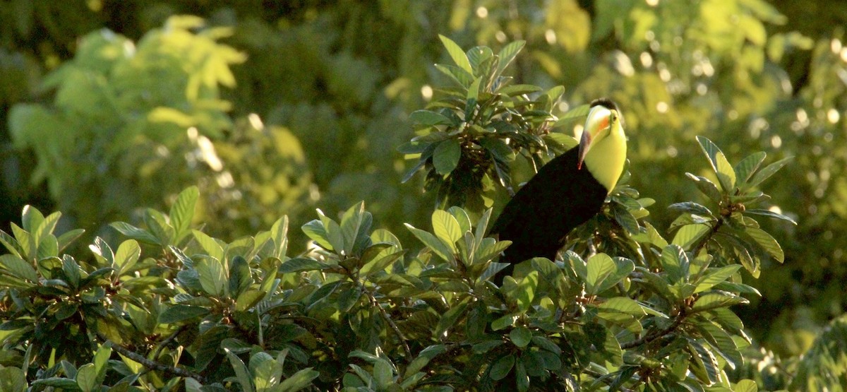 Fischertukan - ML645669889