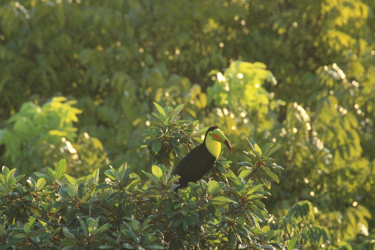 Fischertukan - ML645669891