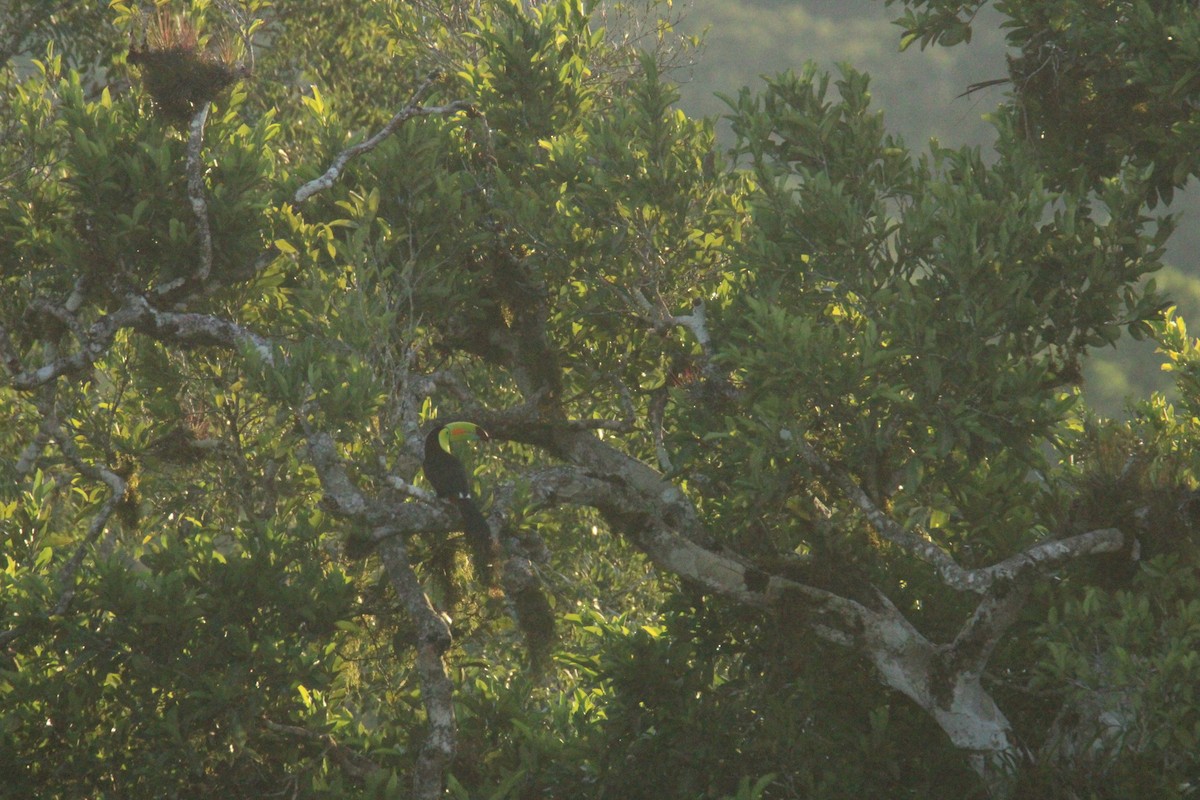 Fischertukan - ML645669892