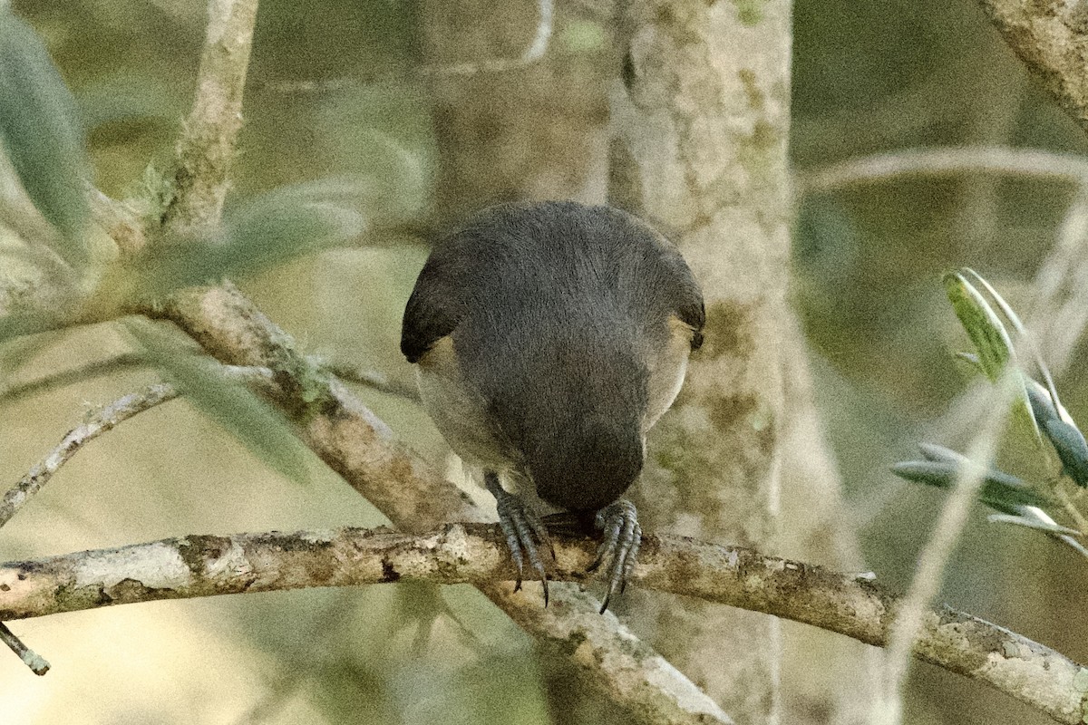 Carolina Chickadee - ML645669895