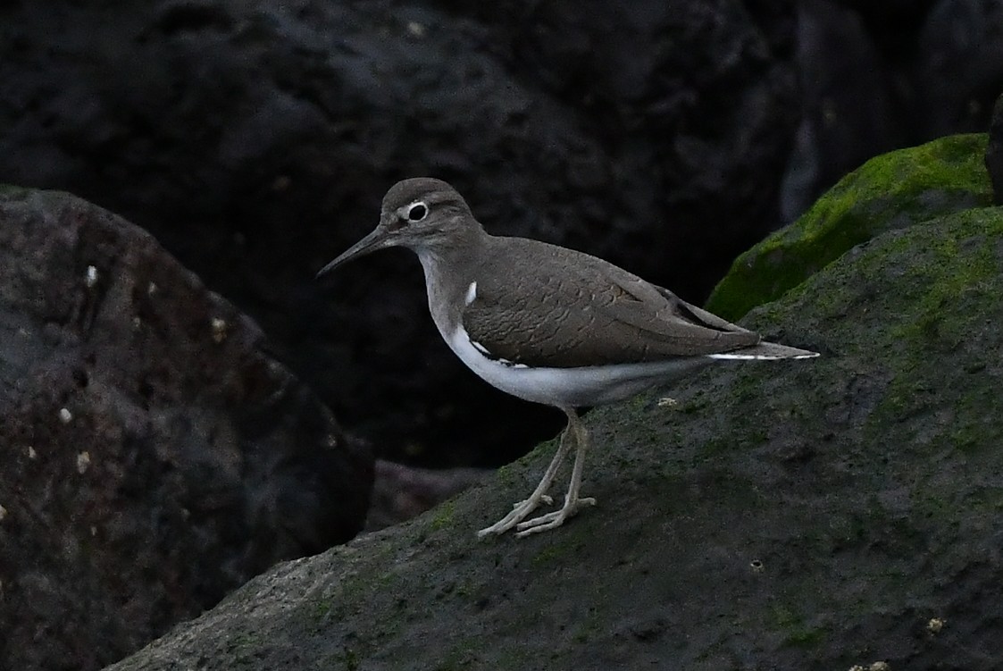 Common Sandpiper - ML645669898
