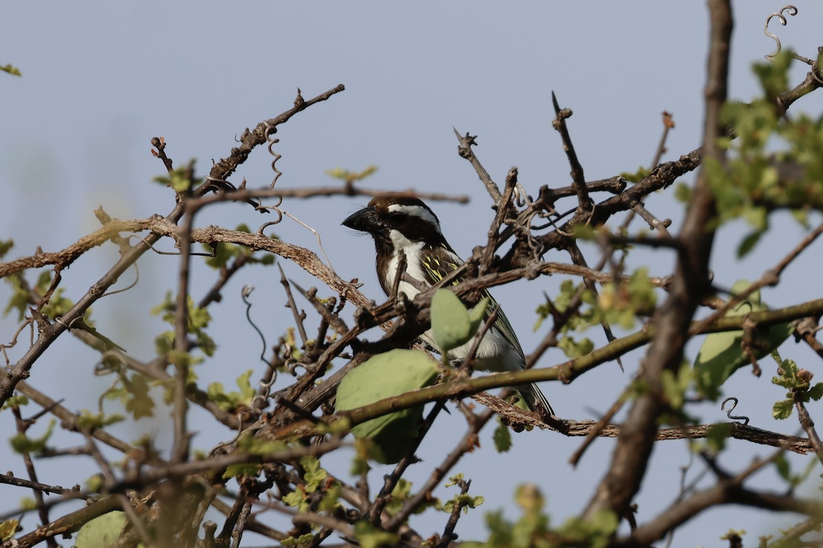 Black-throated Barbet - ML645669900