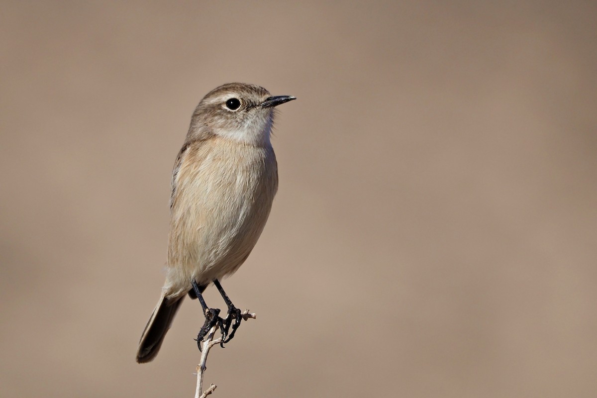 Fuerteventura Stonechat - ML645669901