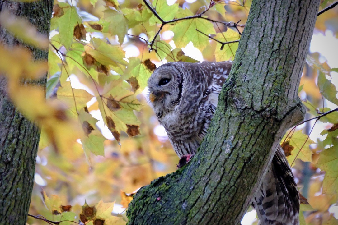 Barred Owl - ML645669917