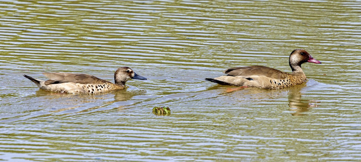 Brazilian Teal - ML645669920