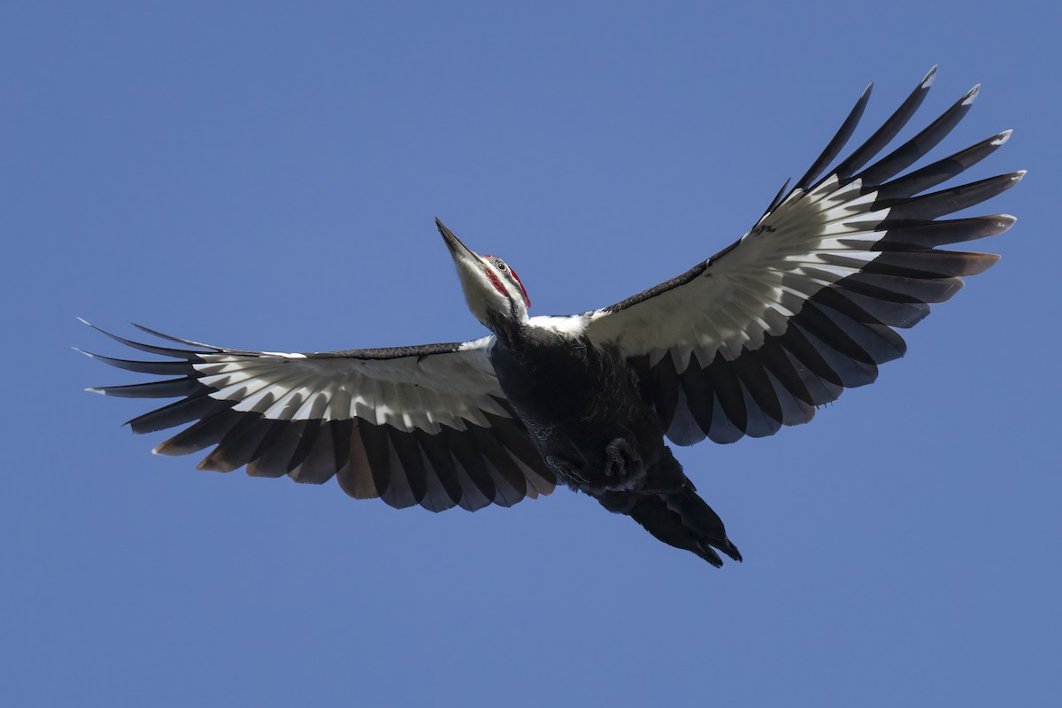 Pileated Woodpecker - ML645669924