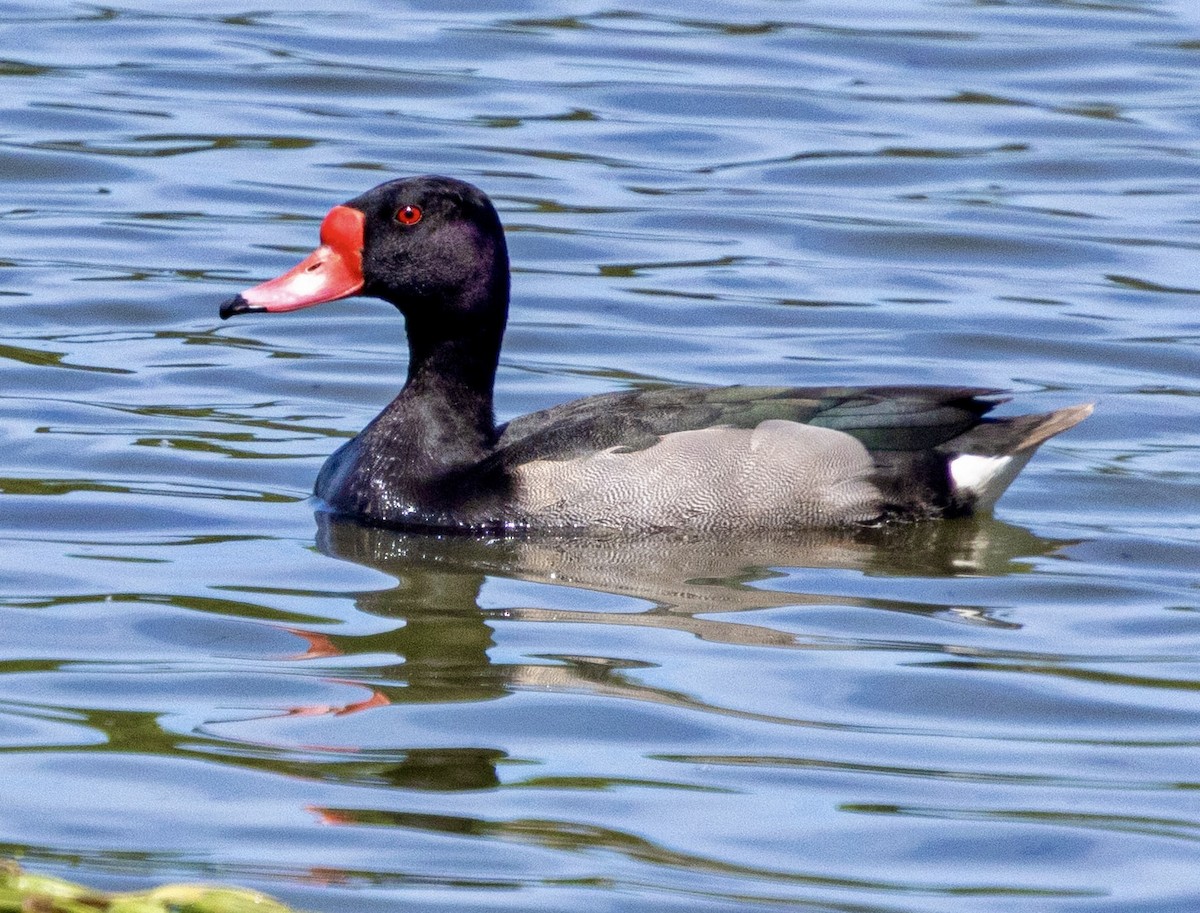 Rosy-billed Pochard - ML645669925