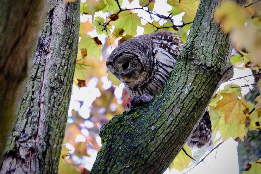 Barred Owl - ML645669928