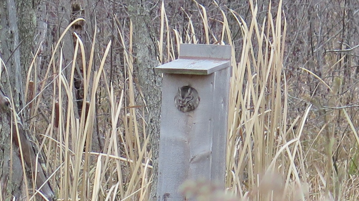 Ostkreischeule - ML645669937