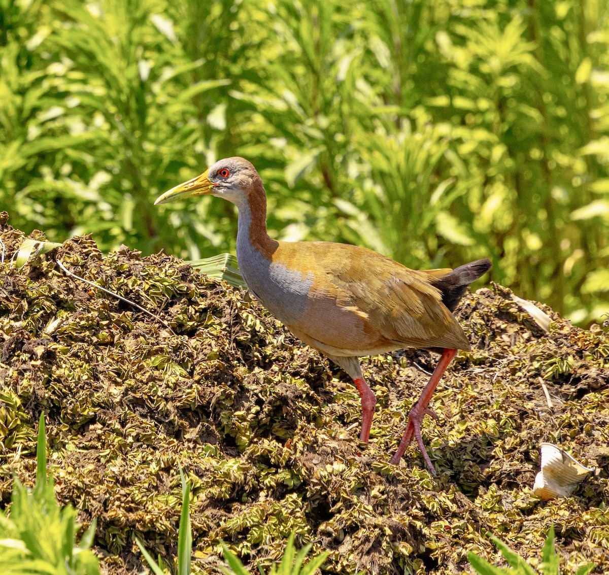 Giant Wood-Rail - ML645669946