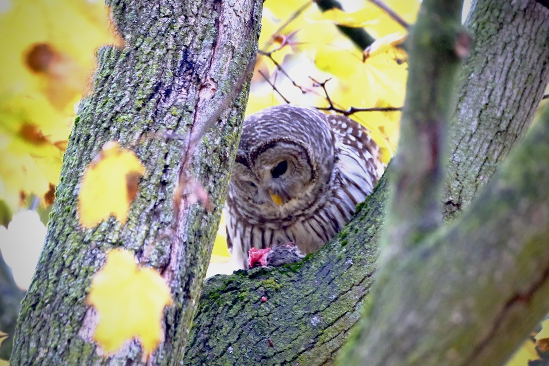Barred Owl - ML645669948