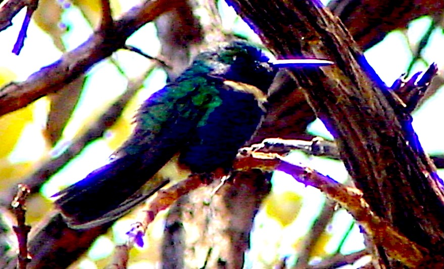 Hyacinth Visorbearer - ML645669949