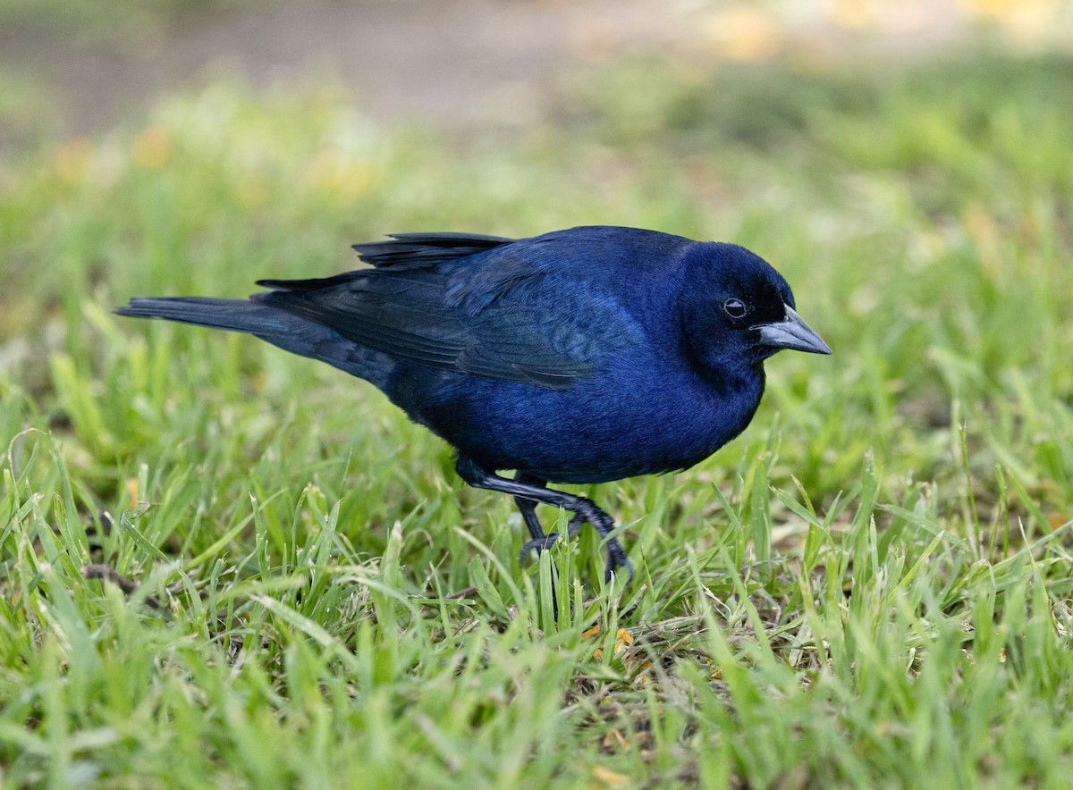 Shiny Cowbird - ML645669951