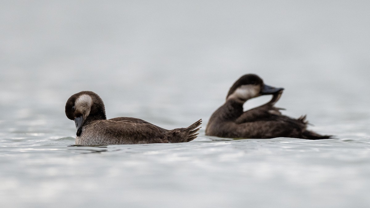 Pazifiktrauerente - ML645669956