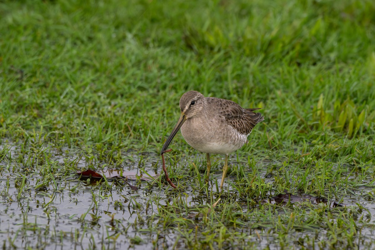 Long-billed Dowitcher - ML645669958