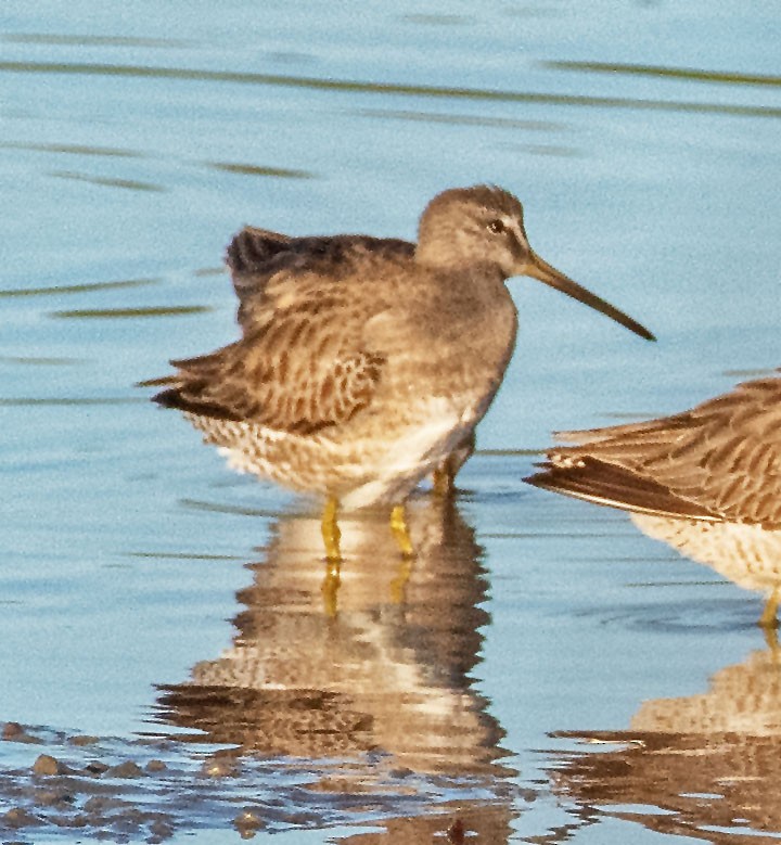 Tundraschlammläufer - ML645669960