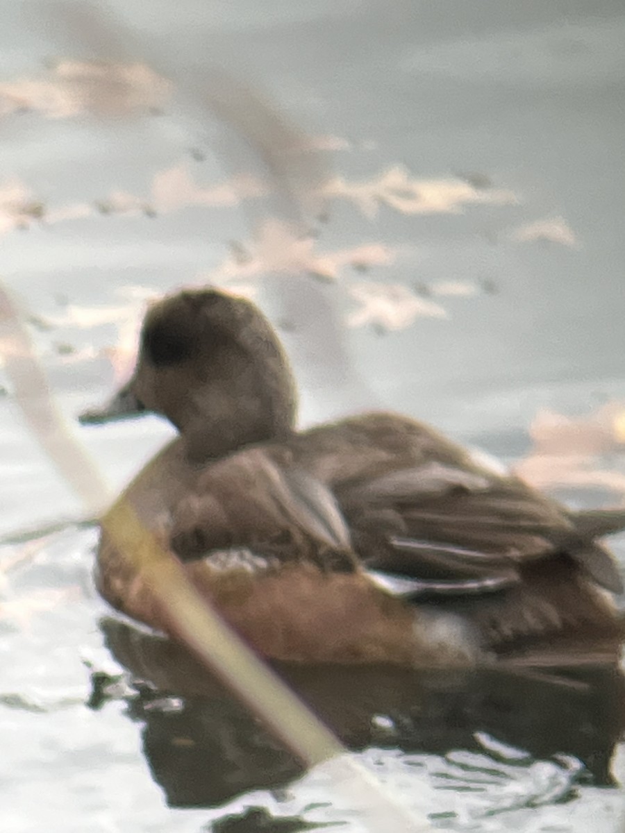 Kanadapfeifente - ML645669961