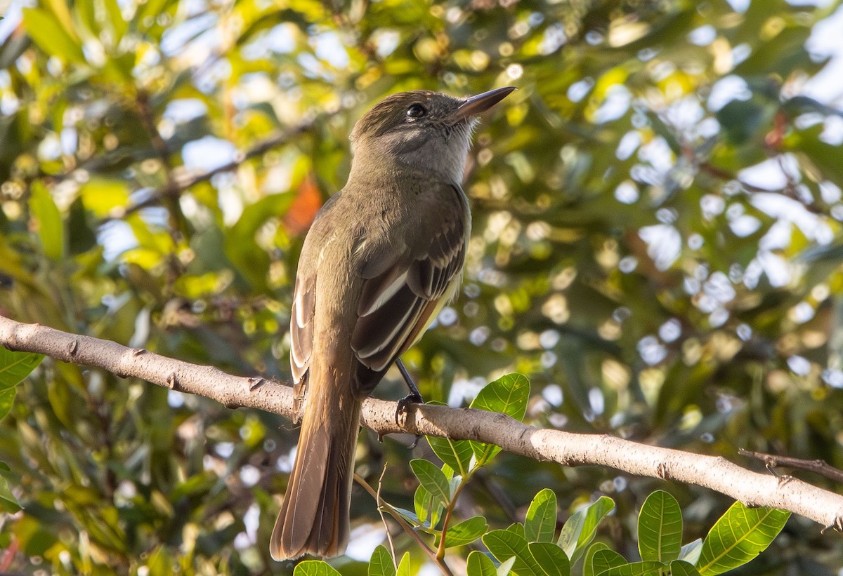 Gelbbauch-Schopftyrann - ML645669963