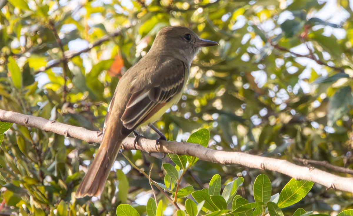 Gelbbauch-Schopftyrann - ML645669964