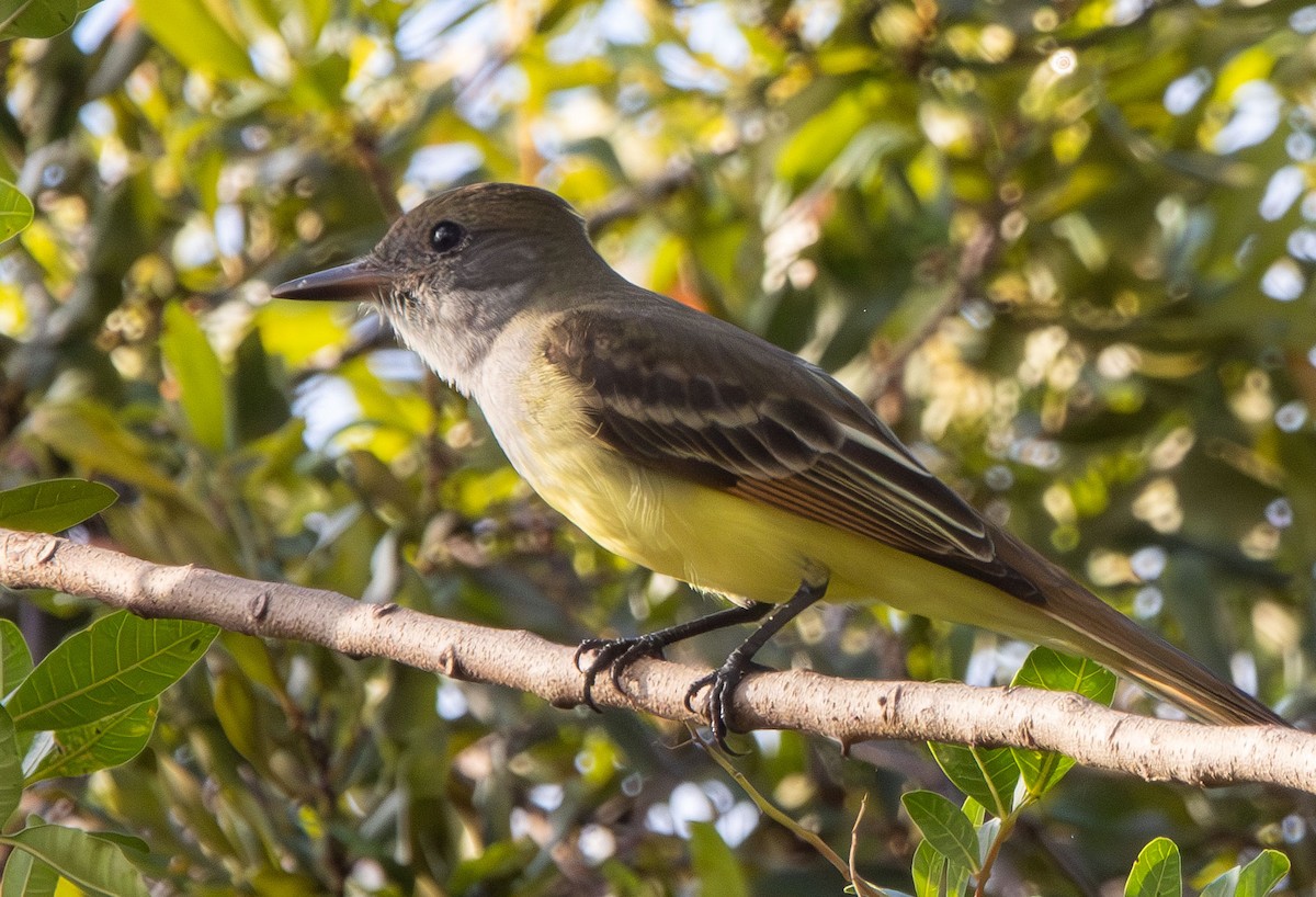 Gelbbauch-Schopftyrann - ML645669965