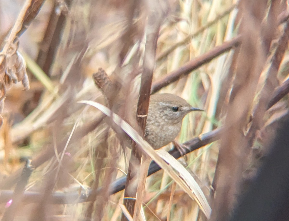 Winterzaunkönig - ML645669967