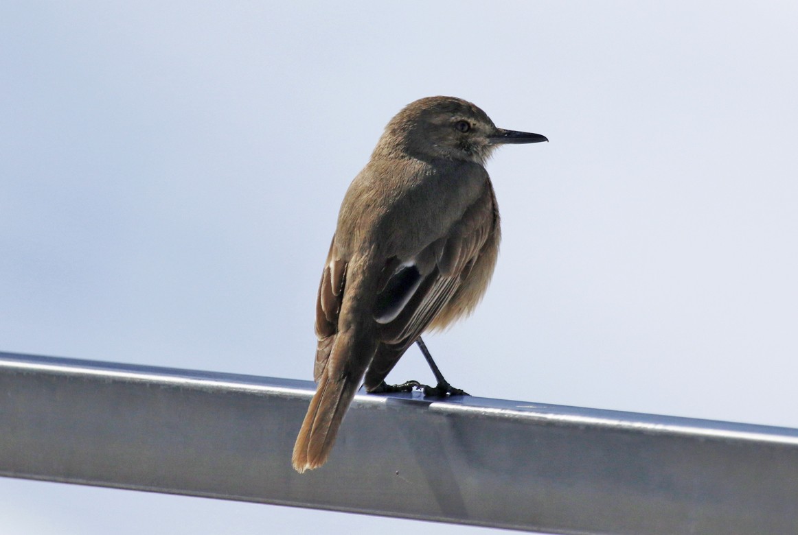 Schwarzschnabel-Hakentyrann - ML645669968