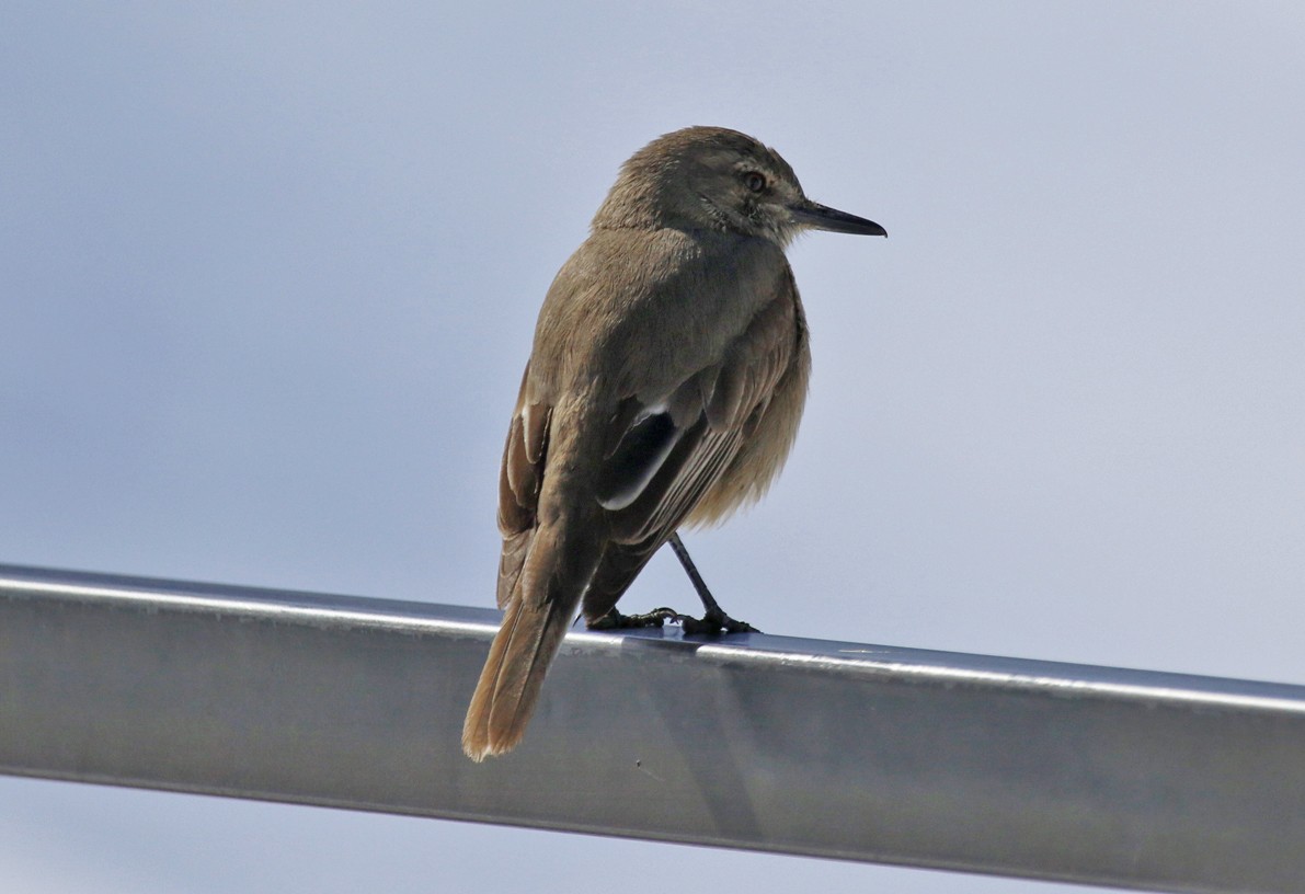 Schwarzschnabel-Hakentyrann - ML645669969