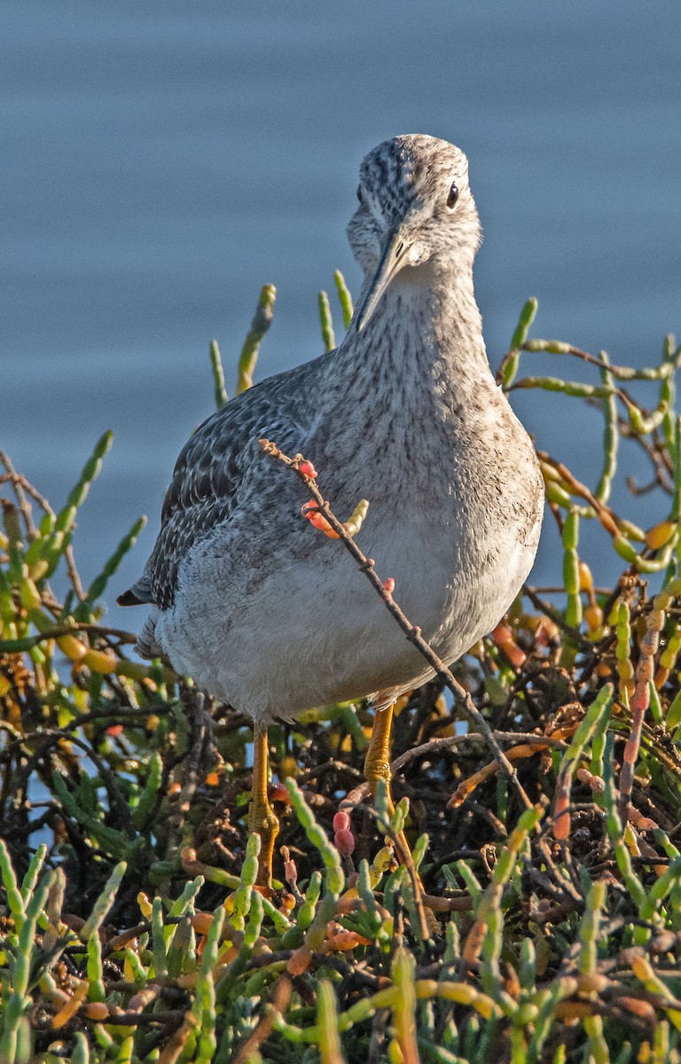 Tüpfelgelbschenkel - ML645669970