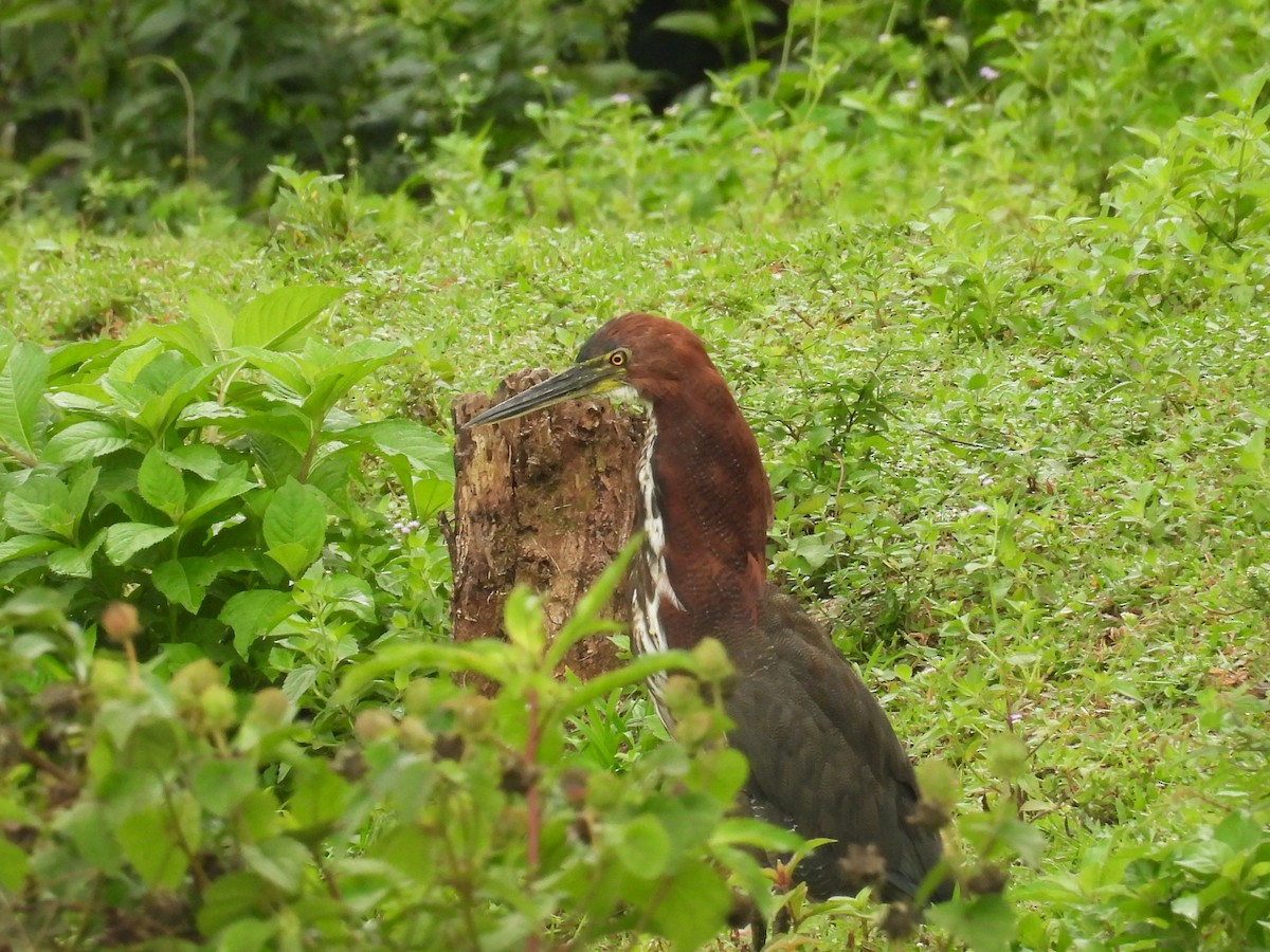 Marmorreiher - ML645669971