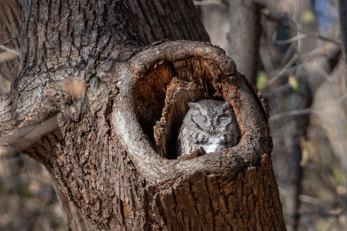 Ostkreischeule - ML645669972