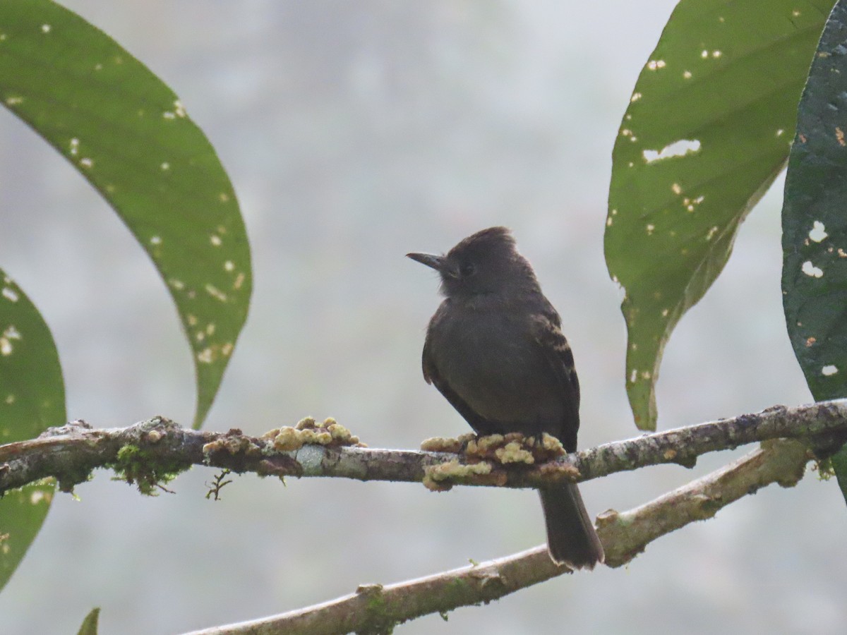 Schieferschnäppertyrann - ML645669974