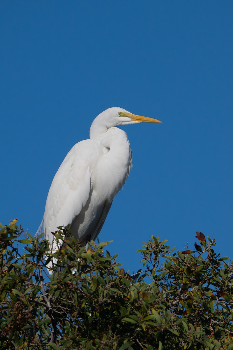 Silberreiher - ML645669975